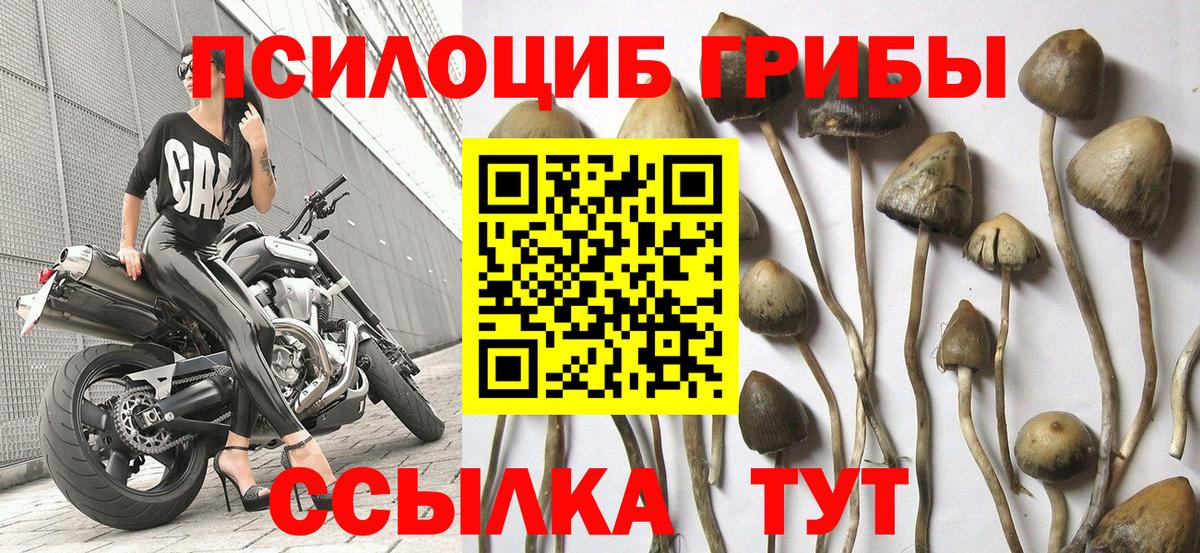 Галлюциногенные грибы Cubensis  Вход с VPN  цена наркотик  Серпухов 